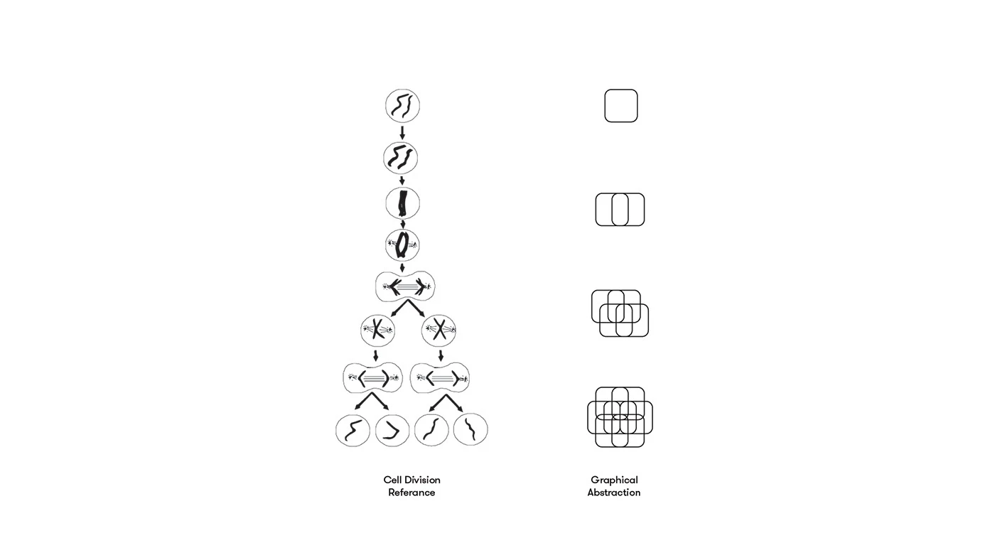 Diagram pairing cell division references with a graphical abstraction of the identity shape.